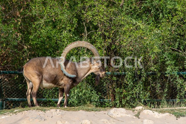 ذكر الوعل النوبي يأكل ويستعرض قرونه الكبيرة المنحنية (capra nubiana) في حديقة حيوان العين تحت أشعة شمس المساء.
