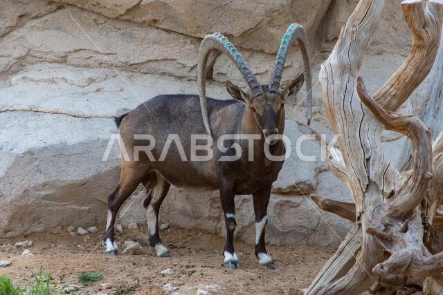 A male Nubian Ibex stops and stares along the mountain rocks showing off those large curved horns (capra nubiana) at the Al Ain Zoo.