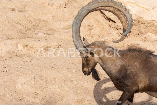 صورة مقربة لذكر وعل نوبي يقف مستعرضاً قرونه الكبيرة المنحنية (Capra nubiana) في حديقة حيوان العين. مساحة فارغة للكتابة.
