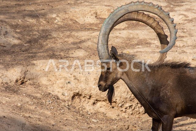 صورة مقربة لذكر وعل نوبي يقف مستعرضاً قرونه الكبيرة المنحنية (Capra nubiana) في حديقة حيوان العين. مساحة فارغة للكتابة.