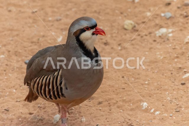 يسير طائر الحجل (Alectoris chukar) في رمال الصحراء ويتوقف لتنظيف نفسه أو تهذيب ريشه في الإمارات العربية المتحدة (UAE).