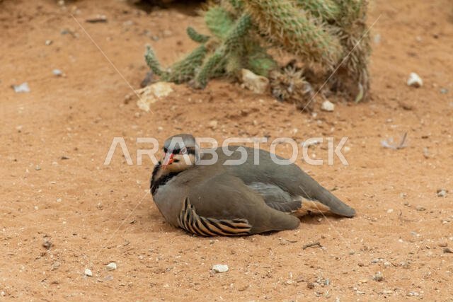 يسير طائر الحجل (Alectoris chukar) في رمال الصحراء ويتوقف لتنظيف نفسه أو تهذيب ريشه في الإمارات العربية المتحدة (UAE).
