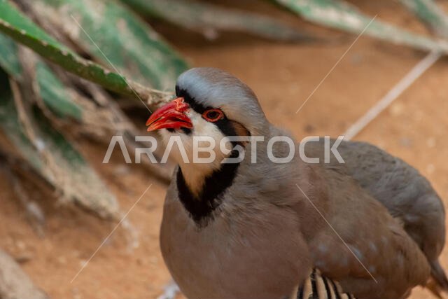 يسير طائر الحجل (Alectoris chukar) في رمال الصحراء ويتوقف لتنظيف نفسه أو تهذيب ريشه في الإمارات العربية المتحدة (UAE).