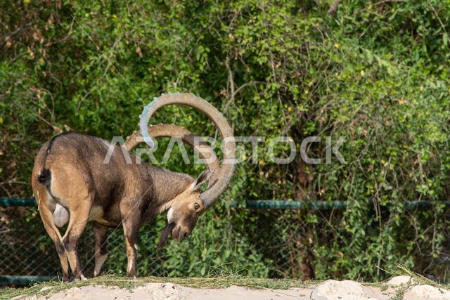 A male Nubian Ibex eating showing off those large curved horns (capra nubiana) at the Al Ain Zoo in the evening sun.