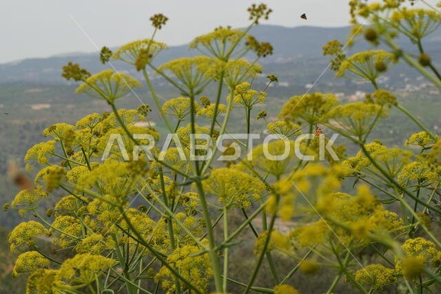 Fennel flowerheads in jordan
