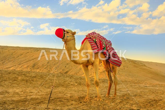 جمل وحيد يقف على الكثبان الرملية في خور العديد بالخليج العربي، جنوب قطر، عند غروب الشمس. ركوب الجمال من الجولات السياحية الشهيرة في الشرق الأوسط.