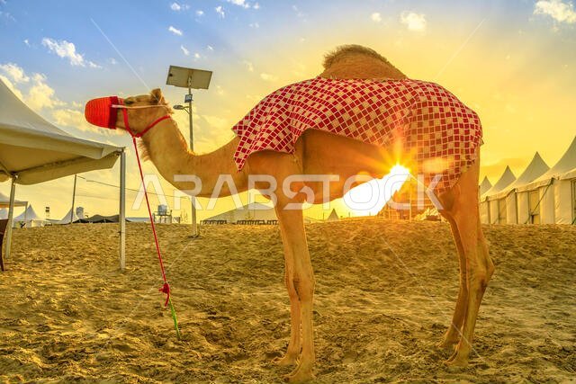 جمل على شاطئ خور العديد في الخليج العربي، جنوب قطر، مع أشعة الشمس عند الغروب. ركوب الجمال من الجولات السياحية الشهيرة في الشرق الأوسط وشبه الجزيرة العربية.