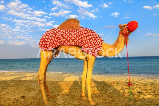 جمل يقف على شاطئ خور العديد في الخليج العربي، جنوب قطر، مع البحر في الخلفية. ركوب الجمال من الجولات السياحية الشهيرة في الشرق الأوسط.