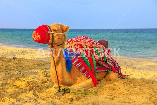 جمل يستريح على شاطئ خور العديد في الخليج العربي، جنوب قطر، مع البحر في الخلفية. ركوب الجمال من الجولات السياحية الشهيرة في الشرق الأوسط.