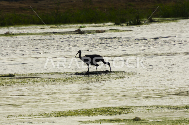 Picture of ibis inside lake, black ibis, long legs, long beak, water lake, nature background, ibis, waterfowl, nature reserve