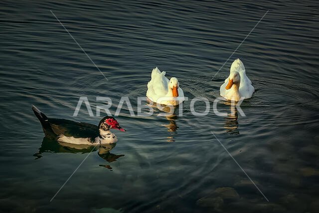 Group of beautiful ducks at Dammam Modon Lake.
