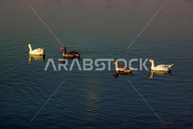 Group of beautiful ducks at Dammam Modon Lake.