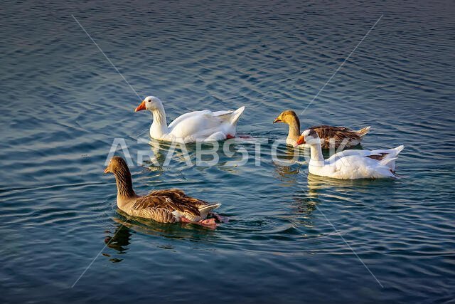 Group of beautiful ducks at Dammam Modon Lake.