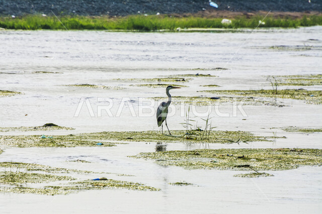 صورة لطائر البلشون الرمادي داخل البحيرة ، سيقان طويلة ، منقار طويل ، بحيرة مائية ، خلفية الطبيعة ، طائر مالك الحزين الرمادي ، طيور مائية ، محمية طبيعية ، الطيور المهاجرة في المملكة العربية السعودية