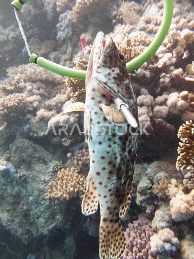 غواص يصطاد سمكة (Hemichromis bimaculatus) باستخدام الحربة بشكل غير منتظم في البحر الأحمر قبالة سواحل المملكة العربية السعودية.