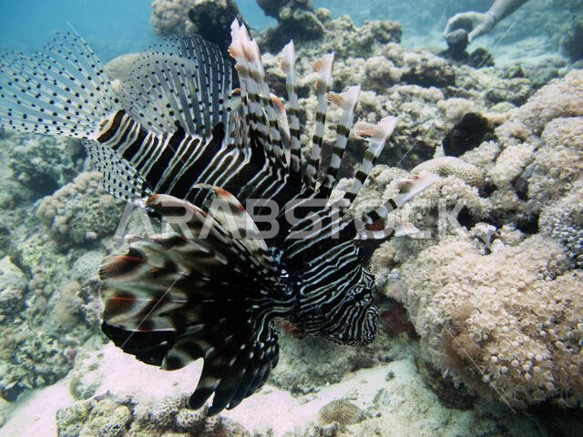 سمكة الأسد (Pterois volitans)، في البحر الأحمر قبالة ساحل ينبع، في المملكة العربية السعودية.