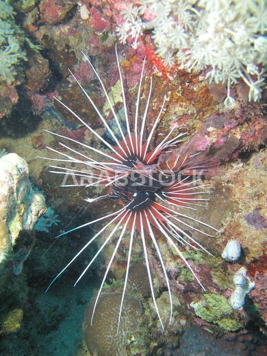 سمكة الأسد (Pterois miles)، في البحر الأحمر قبالة ساحل ينبع، في المملكة العربية السعودية.