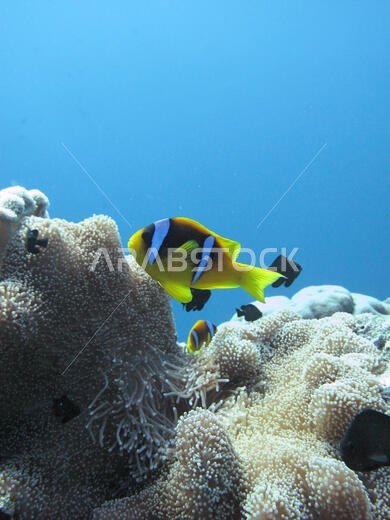 سمكة المهرج (amphiprioninae) التي تسمى أيضًا سمكة شقائق النعمان، بجوار شقائق النعمان البحرية، في البحر الأحمر قبالة ساحل ينبع، في المملكة العربية السعودية.