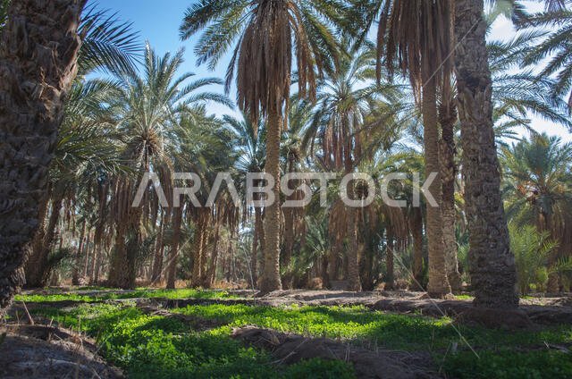مزرعة نخيل في واحة نفطة، تونس. أشجار نخيل التمر تنمو في الصحراء الكبرى في الواحة
