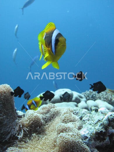 سمكة المهرج (amphiprioninae) التي تسمى أيضًا سمكة شقائق النعمان، بجوار شقائق النعمان البحرية، في البحر الأحمر قبالة ساحل ينبع، في المملكة العربية السعودية.