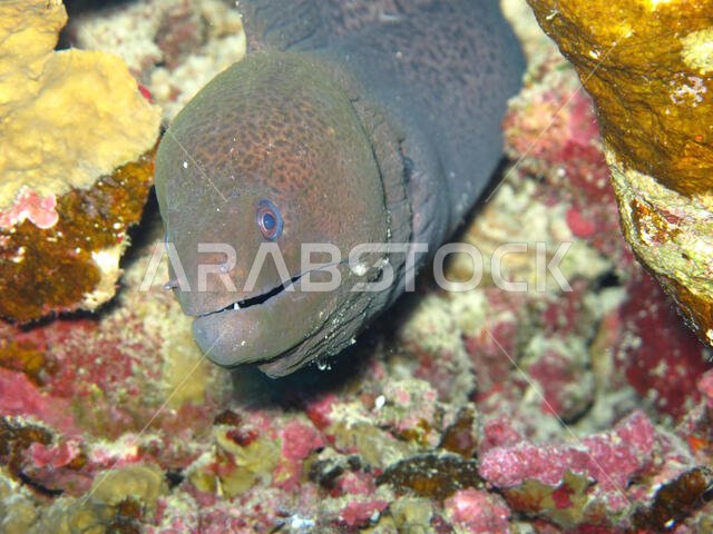 A moray eel (muraenidae), coming out of a hole in the Red Sea off the coast of Yanbu, in Saudi Arabia.