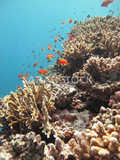 سرب من أسماك البحر الذهبية (pseudanthias squamipinnis)، تسبح حول الشعاب المرجانية في البحر الأحمر قبالة ساحل ينبع في المملكة العربية السعودية.