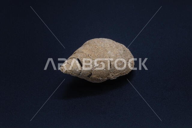 Fossil shell of a sea snail from Cenozoic sedimentary rocks of Saudi Arabia on the black background