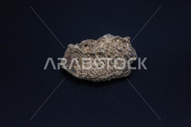 صدفة متحجرة لرخويات بحرية ثنائية المصراع من الصخور الرسوبية لحقبة الحياة الحديثة في المملكة العربية السعودية على خلفية سوداء