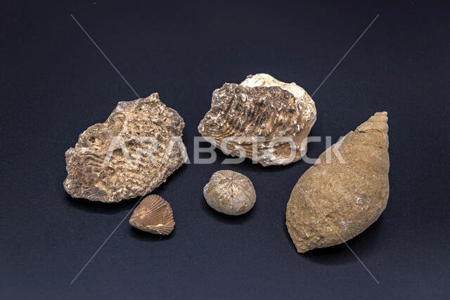 أصداف متحجرة لرخويات بحرية وقنافذ بحرية (في المنتصف) من الصخور الرسوبية لحقبة الحياة الحديثة في المملكة العربية السعودية