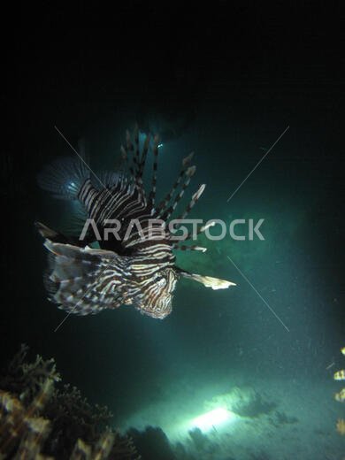 سمكة الأسد السامة (Pterois volitans) تصطاد خلال غطسة ليلية في ينبع، المملكة العربية السعودية