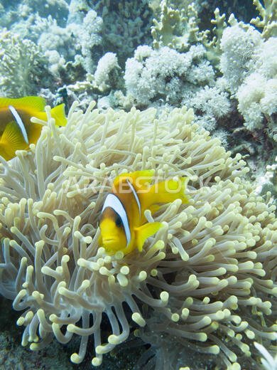سمكة المهرج (amphiprioninae) التي تسمى أيضًا سمكة شقائق النعمان، بجوار شقائق النعمان البحرية، في البحر الأحمر قبالة ساحل ينبع، في المملكة العربية السعودية.