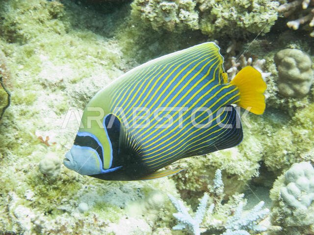 سمكة الملاك الإمبراطور (Pomacanthus imperator)، وهي سمكة شعاب مرجانية في البحر الأحمر قبالة ساحل ينبع في المملكة العربية السعودية.