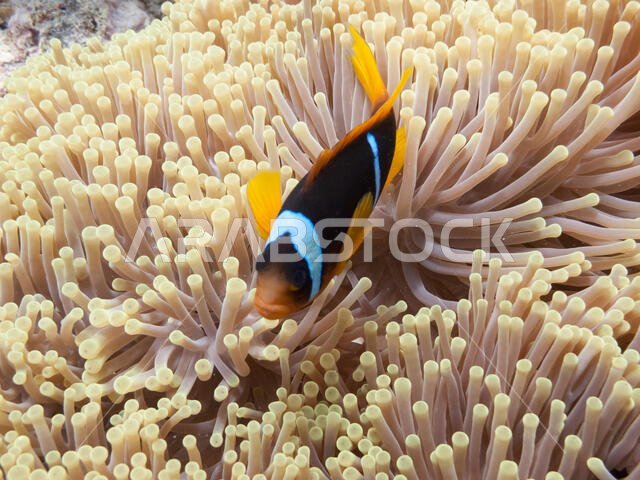 سمكة المهرج (amphiprioninae) التي تسمى أيضًا سمكة شقائق النعمان، بجوار شقائق النعمان البحرية، في البحر الأحمر قبالة ساحل ينبع، في المملكة العربية السعودية.