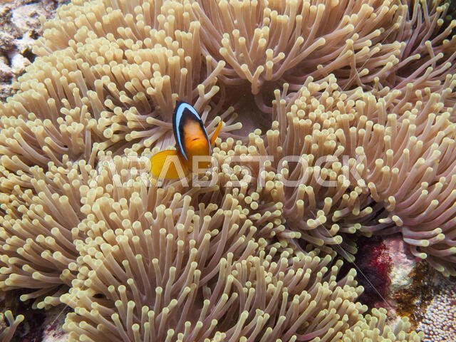 سمكة المهرج (amphiprioninae) التي تسمى أيضًا سمكة شقائق النعمان، بجوار شقائق النعمان البحرية، في البحر الأحمر قبالة ساحل ينبع، في المملكة العربية السعودية.
