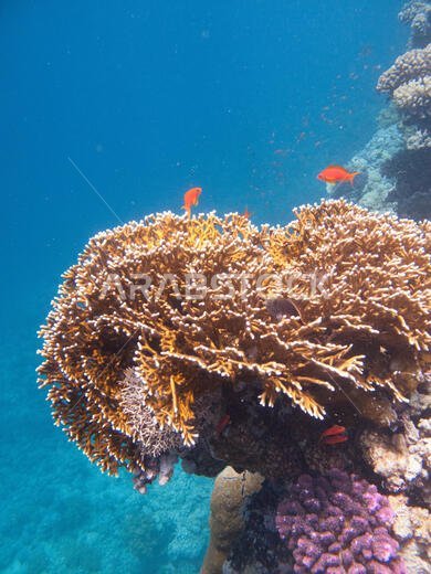 سرب من أسماك البحر الذهبية (pseudanthias squamipinnis)، تسبح حول الشعاب المرجانية في البحر الأحمر قبالة ساحل ينبع في المملكة العربية السعودية.