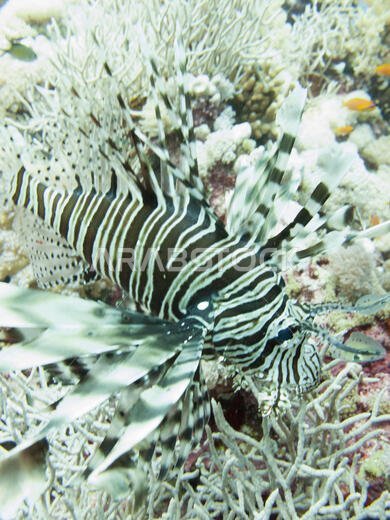 سمكة الأسد (Pterois volitans)، في البحر الأحمر قبالة ساحل ينبع، في المملكة العربية السعودية.