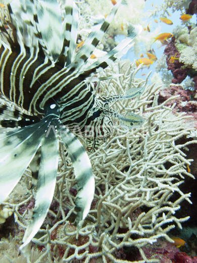 سمكة الأسد (Pterois volitans)، في البحر الأحمر قبالة ساحل ينبع، في المملكة العربية السعودية.