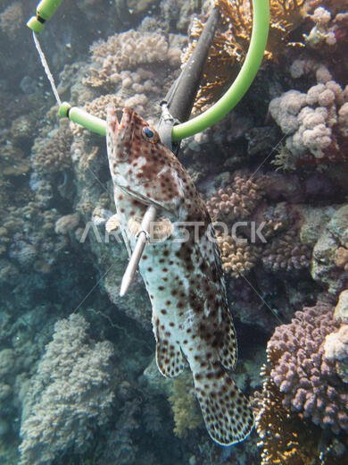 غواص يصطاد سمكة (Hemichromis bimaculatus) باستخدام الحربة بشكل غير منتظم في البحر الأحمر قبالة سواحل المملكة العربية السعودية.