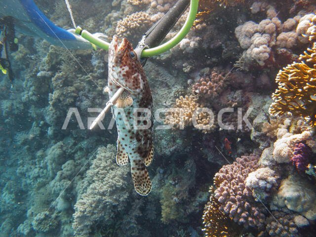 غواص يصطاد سمكة (Hemichromis bimaculatus) باستخدام الحربة بشكل غير منتظم في البحر الأحمر قبالة سواحل المملكة العربية السعودية.