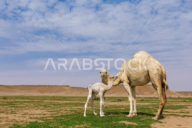ناقة مع صغيرها، الرياض، المملكة العربية السعودية