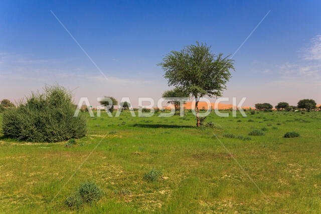 Lush desert landscape after the rain, Riyadh, Saudi Arabia