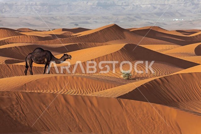 صورة جمل في الصحراء، الرياض، المملكة العربية السعودية
