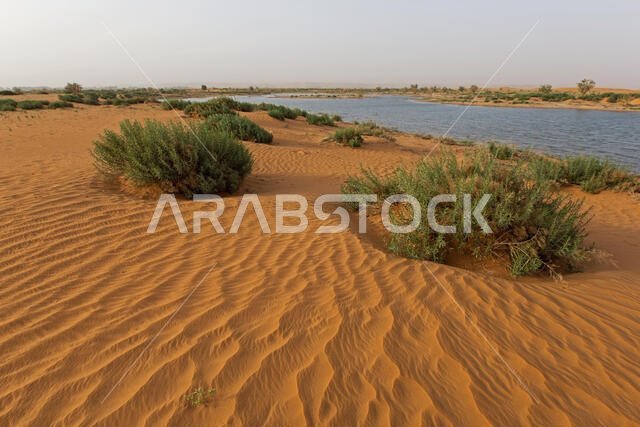 منظر صحراوي خصب بعد المطر، الرياض، المملكة العربية السعودية