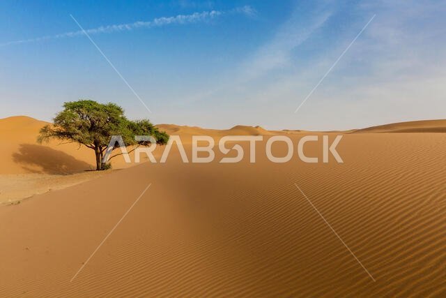 شجرة وحيدة في الصحراء، المملكة العربية السعودية
