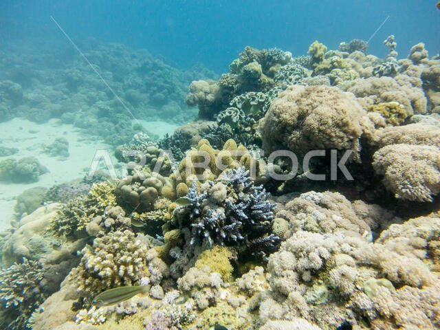 Coral Reef in the Red Sea