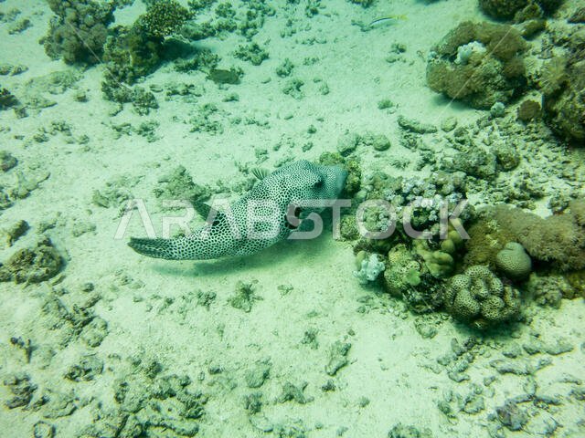 Starry Puffer Fish in the Red Sea