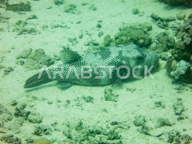 Starry Puffer Fish in the Red Sea