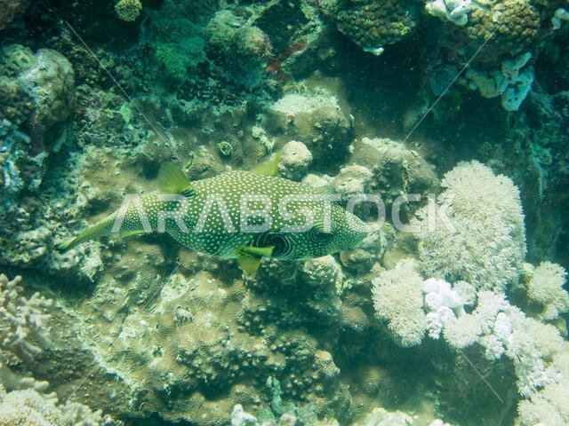 Starry Puffer Fish in the Red Sea