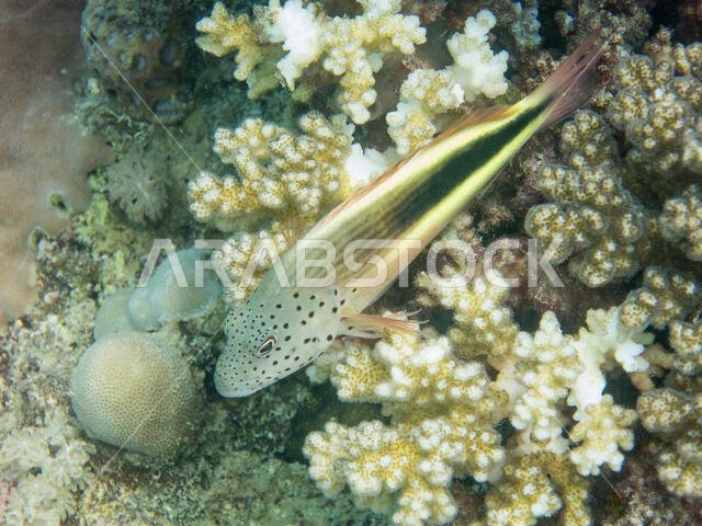 Freckled Hawk Fish