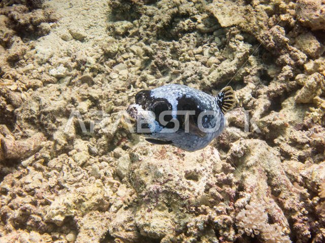 Masked Puffer Fish